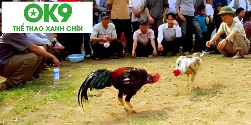 Các tiêu chuẩn của chiến kê đá gà đòn