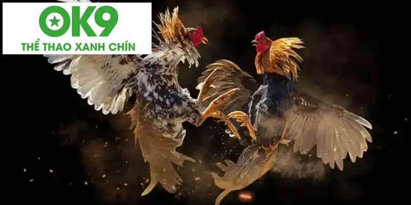 Mẹo cá cược đá gà cựa dao thắng lớn Mẹo cá cược đá gà cựa dao thắng lớn